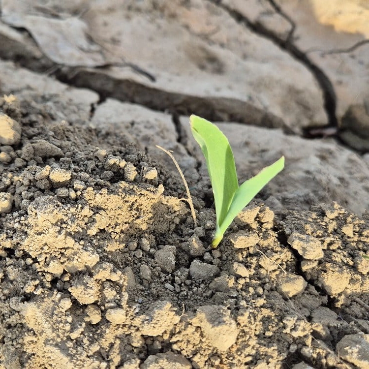 Leaf Development