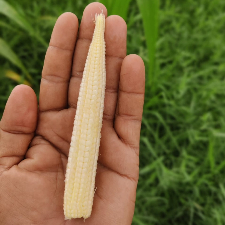 Fresh Baby Corn